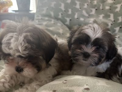Adorable female Maltese/Poodle/Shih Tzu puppies.