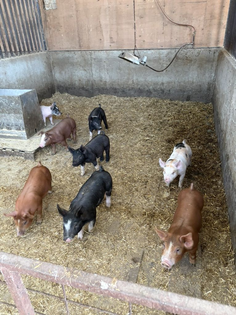 Good weaner Pigs