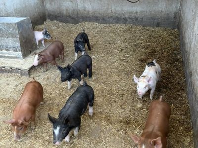 Good weaner Pigs