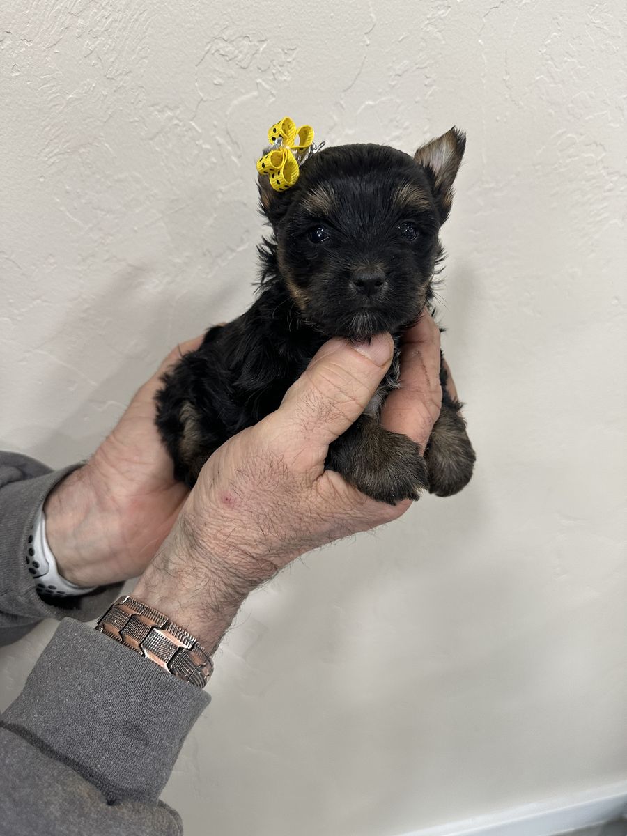 Yorkie KB Black Traditional Girl