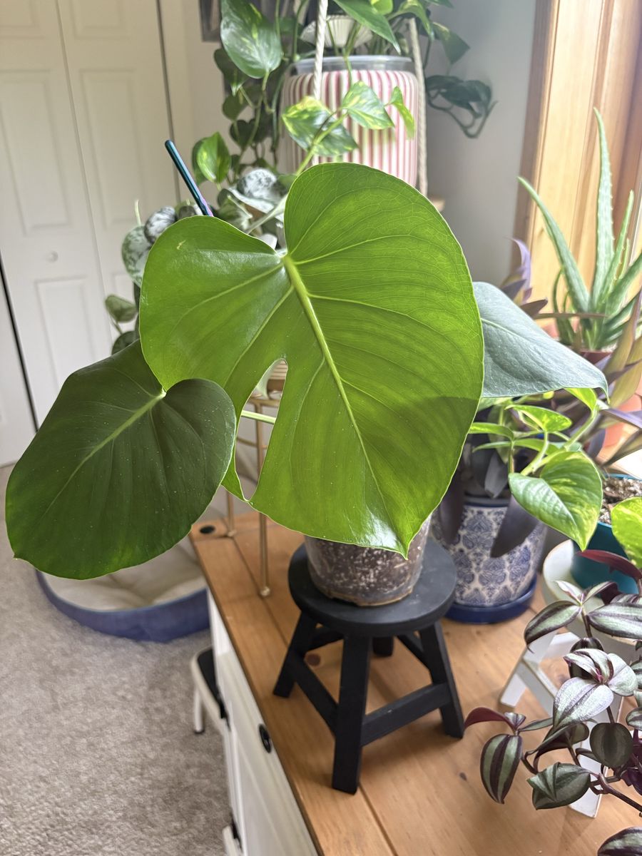 Monstera Deliciosa Potted Houseplant