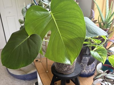 Monstera Deliciosa Potted Houseplant