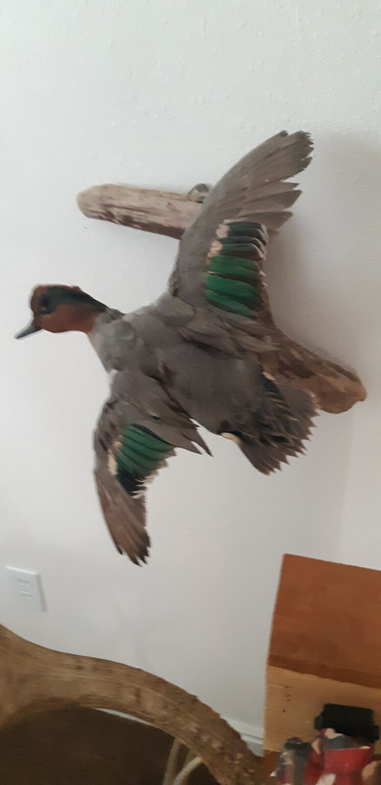Greenwing Duck Mount
