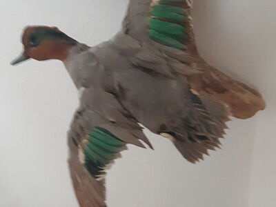 Greenwing Duck Mount