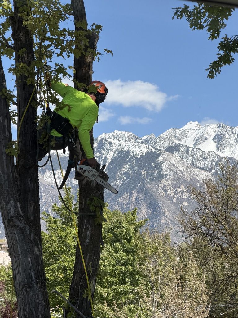 Earthly's Tree Care | Tree Trimming | Arborist | Tree Health