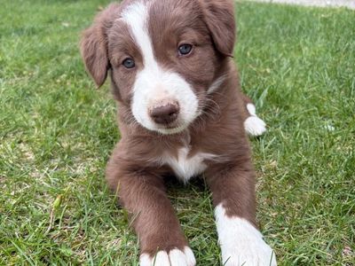 Purebred Border Collies