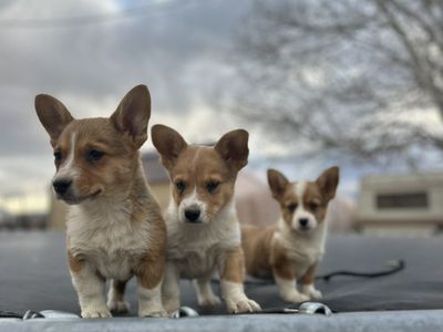Corgi Puppies