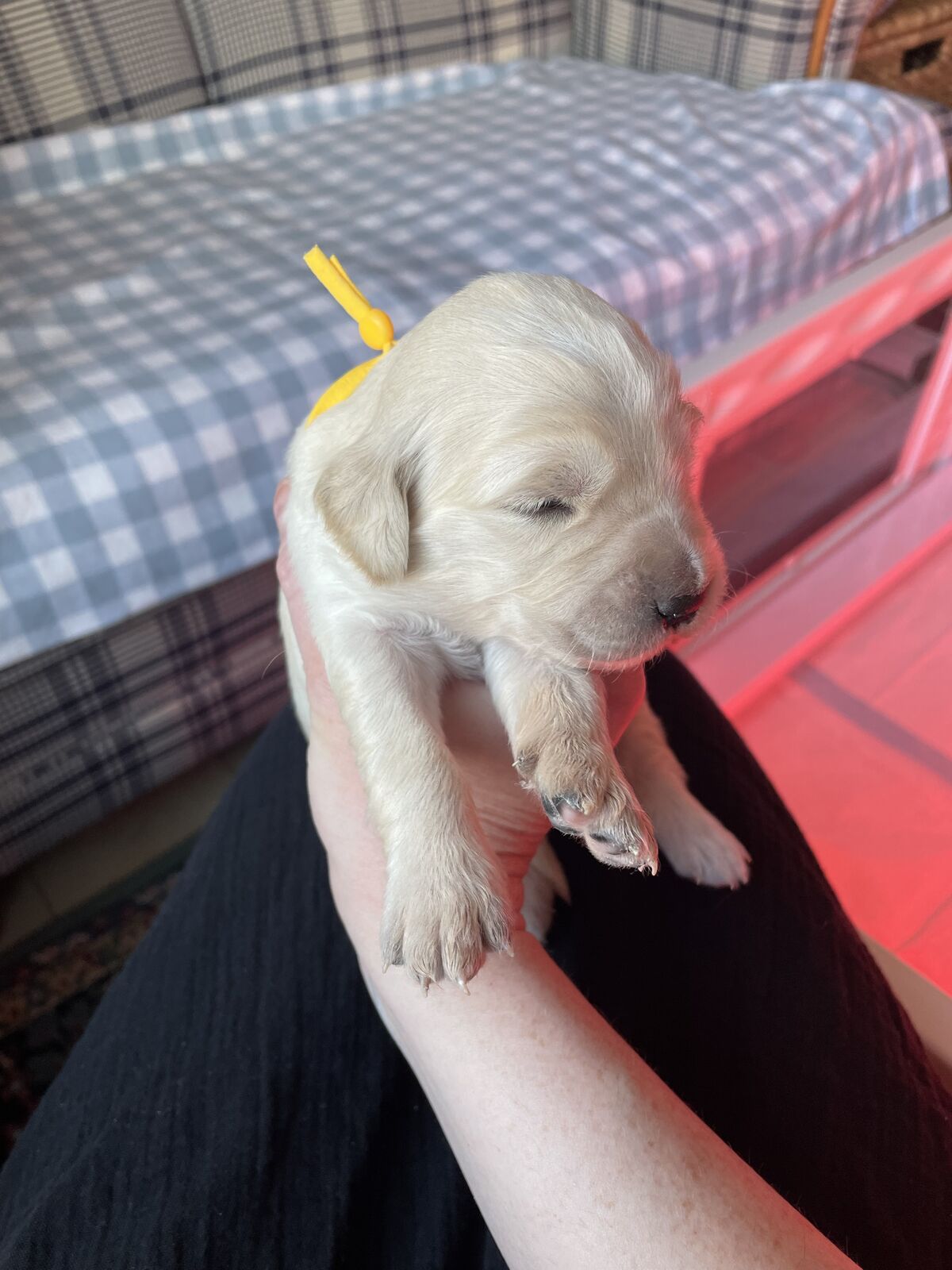 English Cream Golden Retriever Puppies for Sale!!!