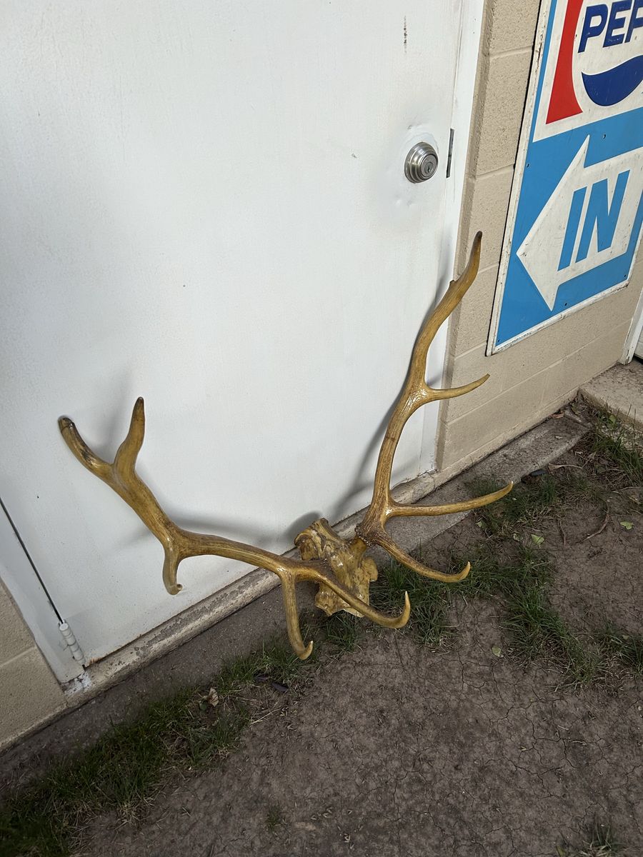 Elk antlers