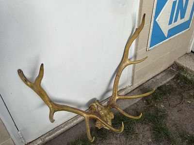 Elk antlers