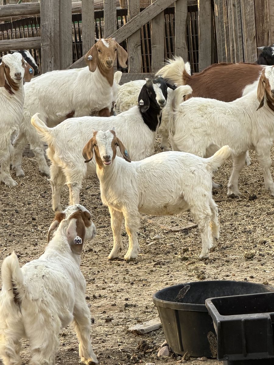Boer Goats for Sale