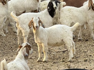 Boer Goats for Sale