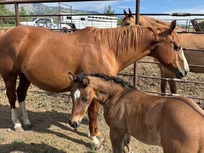 Aqha filly’s , colts , yearling