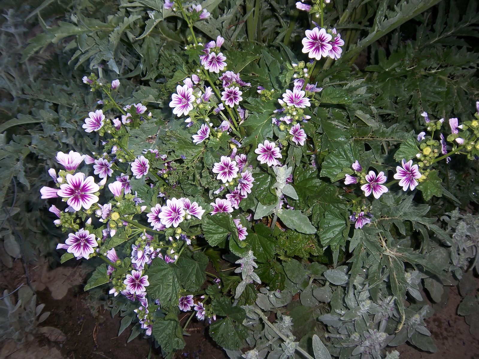 Wild Geranium plant