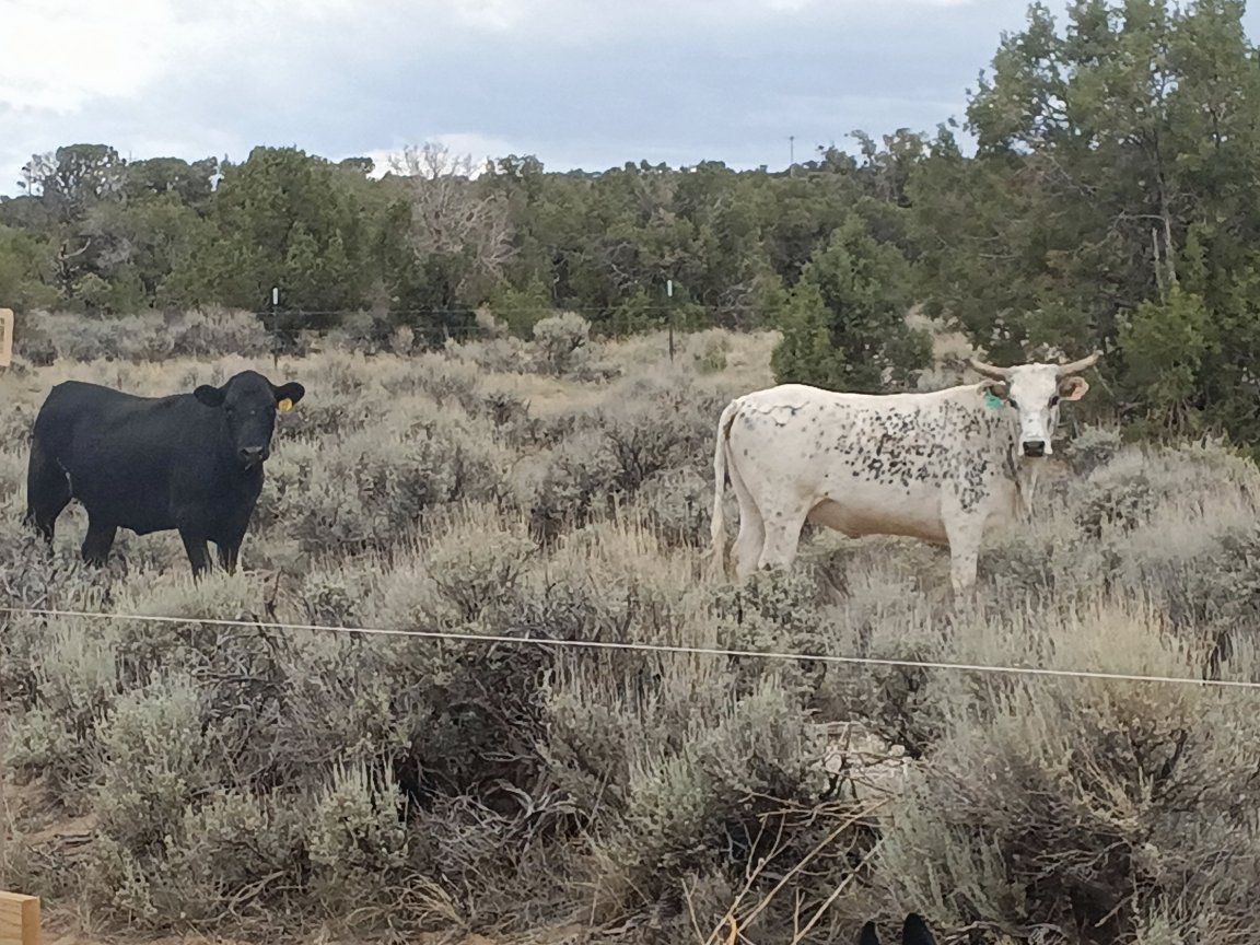 Cattle for Sale - Various Breeds & Colors