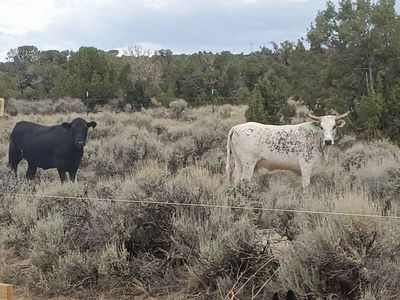 Cattle for Sale - Various Breeds & Colors