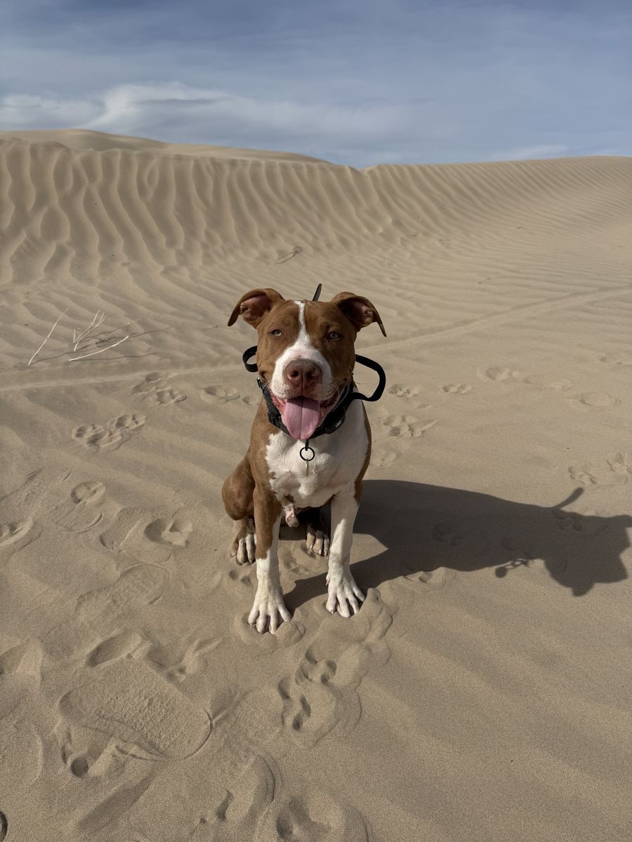 American Pit Bull Terrier – 8 Months Old – Looking for the Right Home