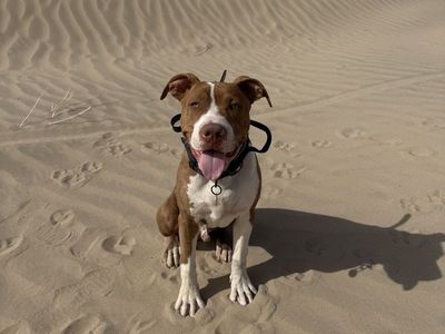 American Pit Bull Terrier – 8 Months Old – Looking for the Right Home