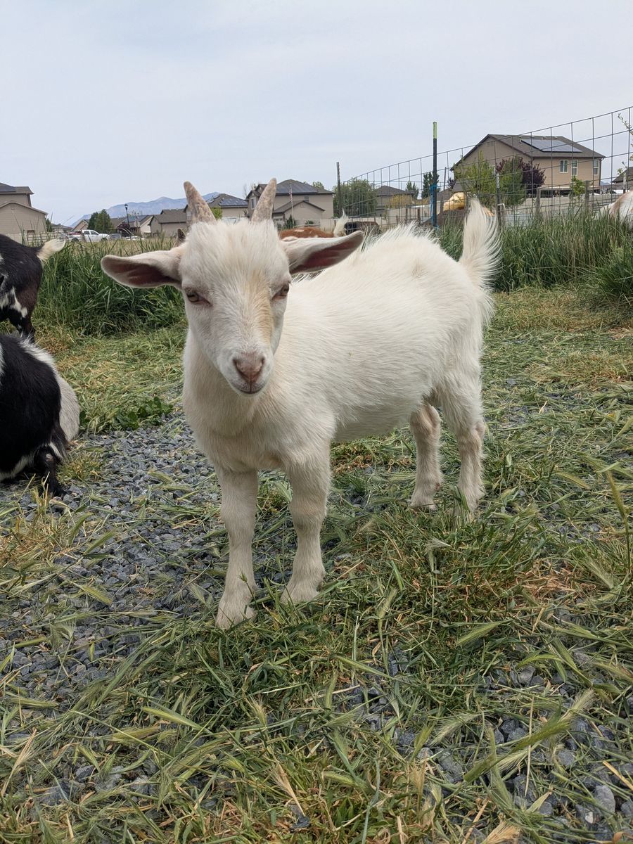 Nigerian Dwarf Buckling for Sale