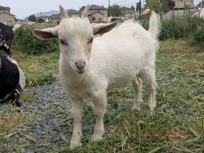 Nigerian Dwarf Buckling for Sale