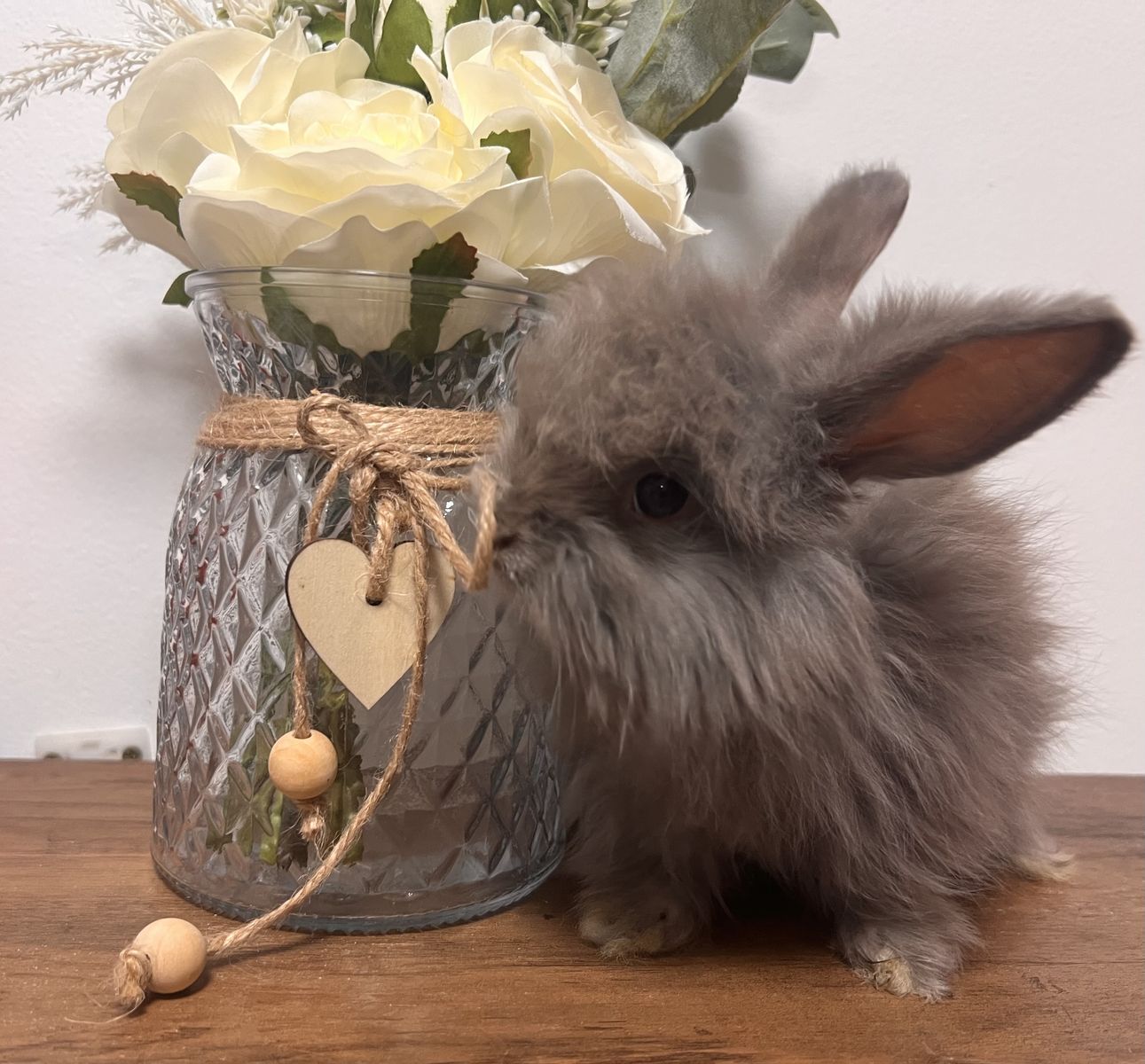 Baby English Angora lilac buck