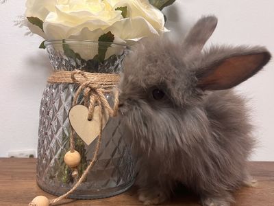 Baby English Angora lilac buck