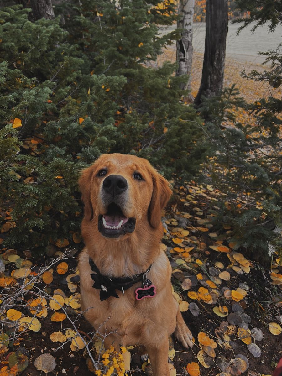 Female Golden Retriever