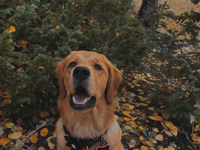 Female Golden Retriever