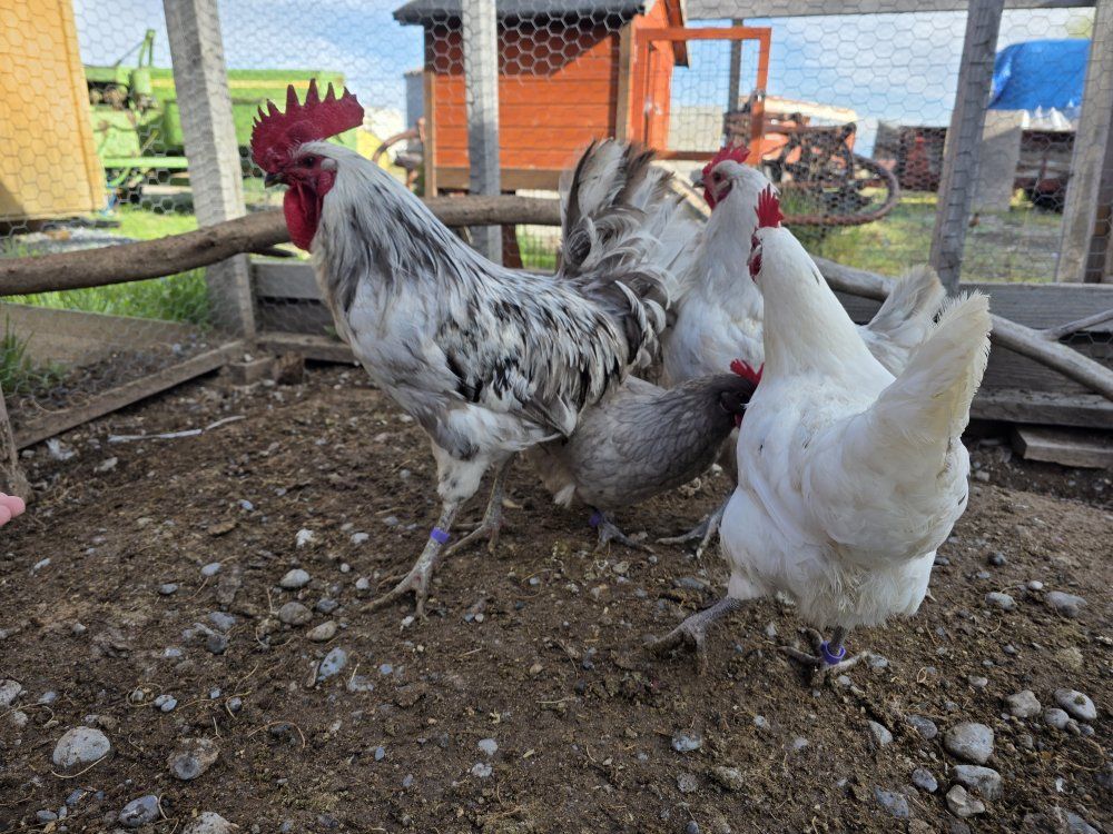 Silverudd flock