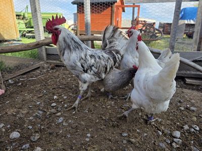 Silverudd flock