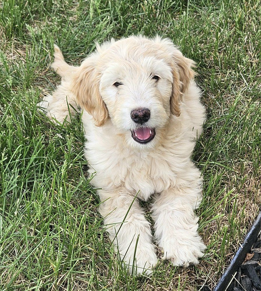 DOUBLE DOODLE FEMALE PUPPY!!