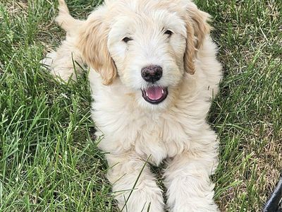 DOUBLE DOODLE FEMALE PUPPY!!