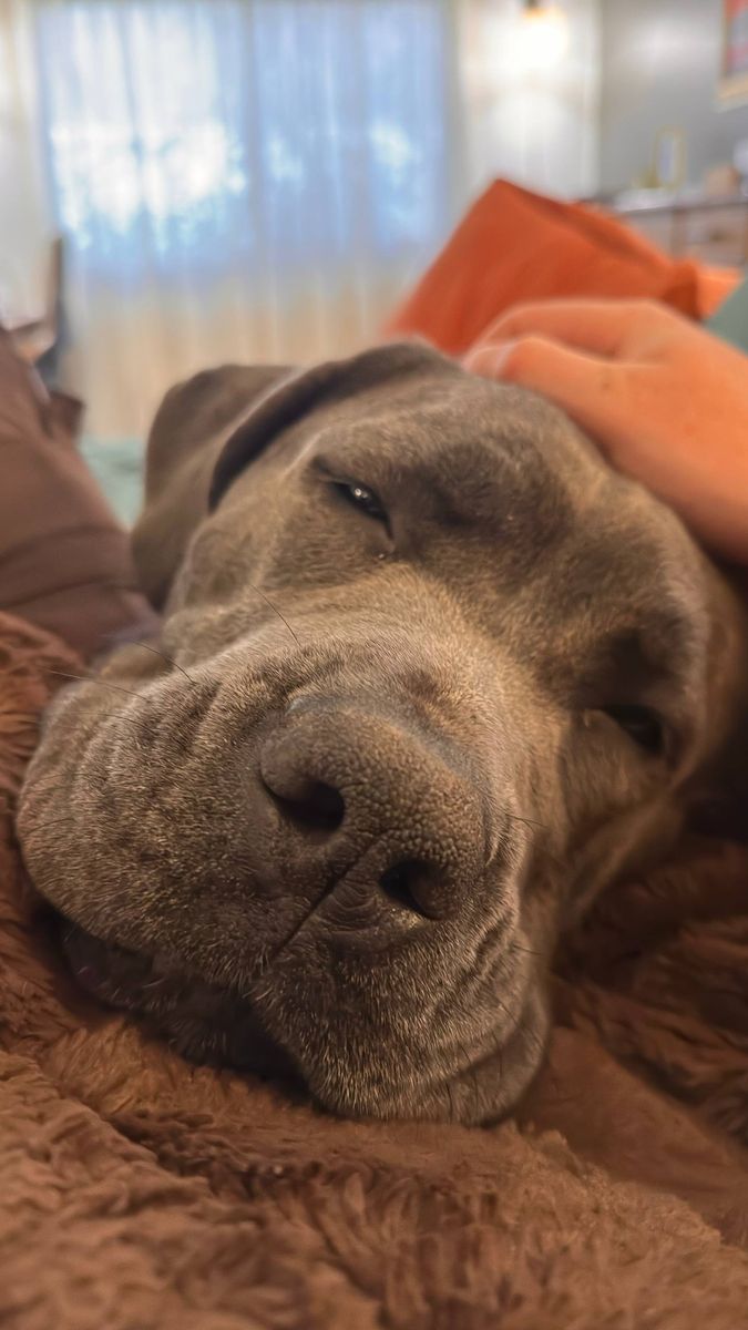 Astraea – 1-Year-Old Cane Corso