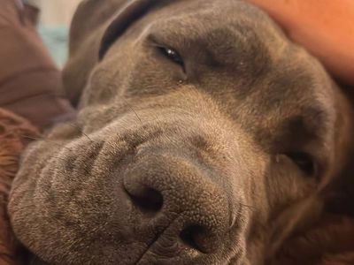 Astraea – 1-Year-Old Cane Corso
