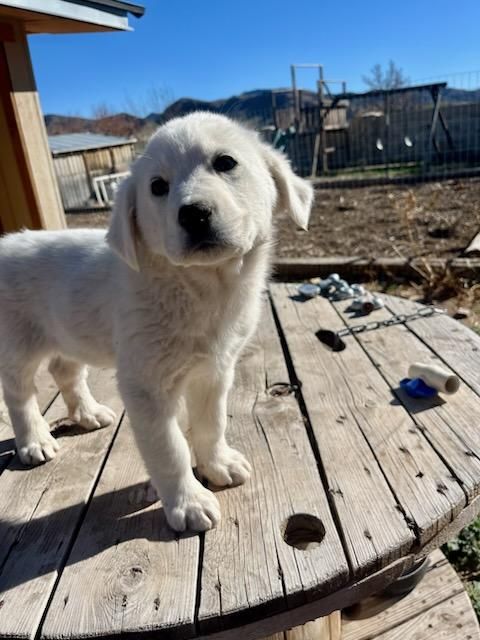 Lab/retriever/pyrenees puppies for sale