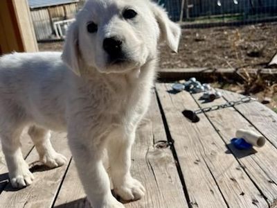 Lab/retriever/pyrenees puppies for sale