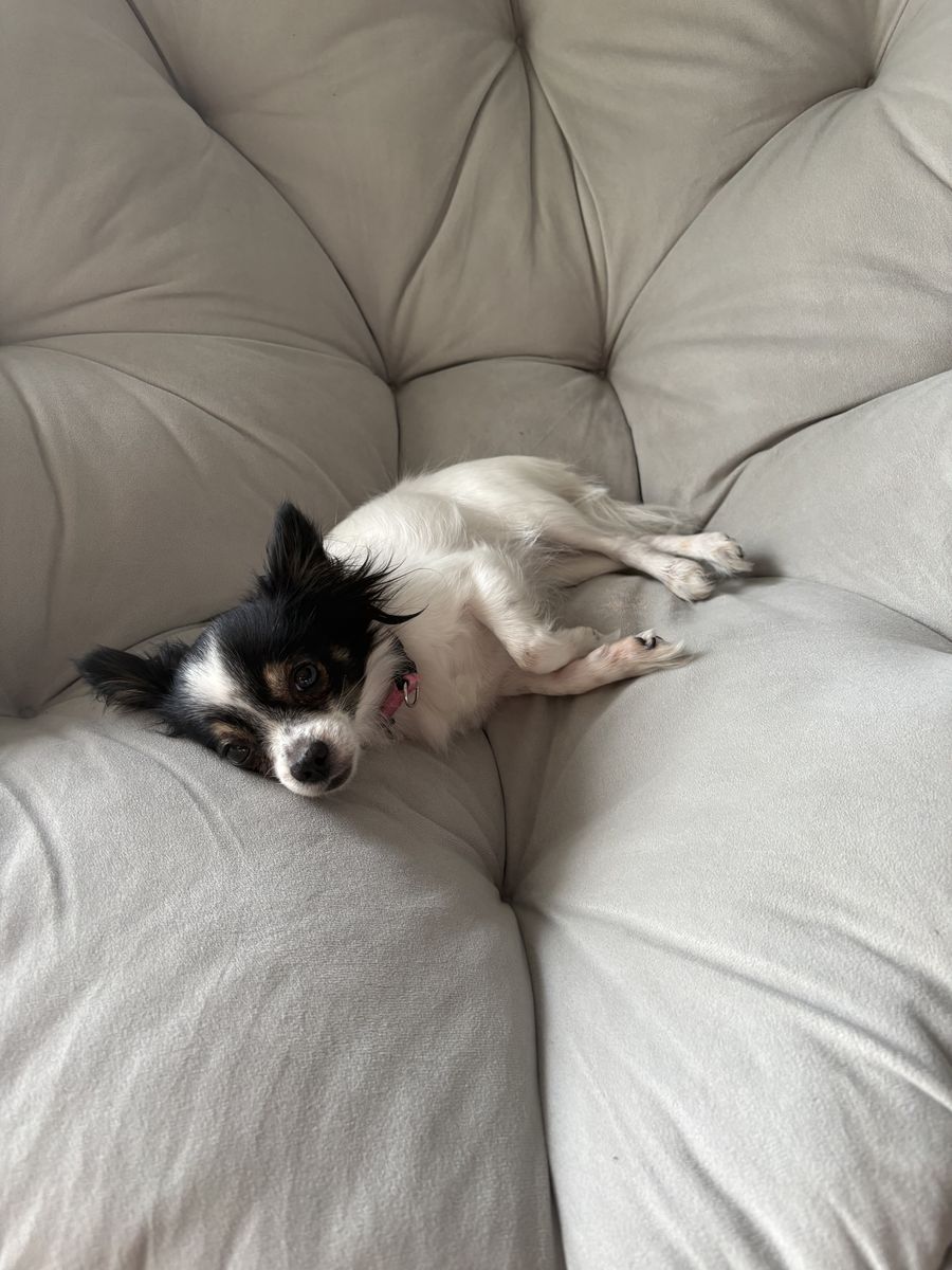 Free to a loving home