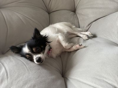 Free to a loving home