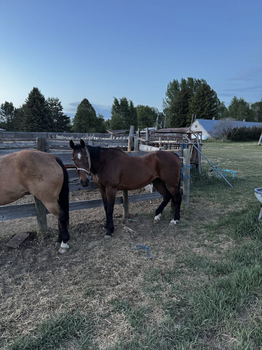 Horse for sale