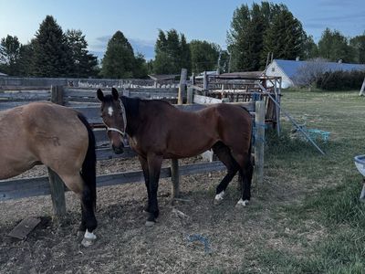 Horse for sale