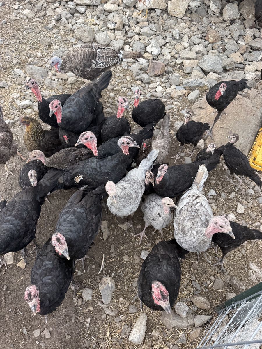 Heritage Turkey 3 months old