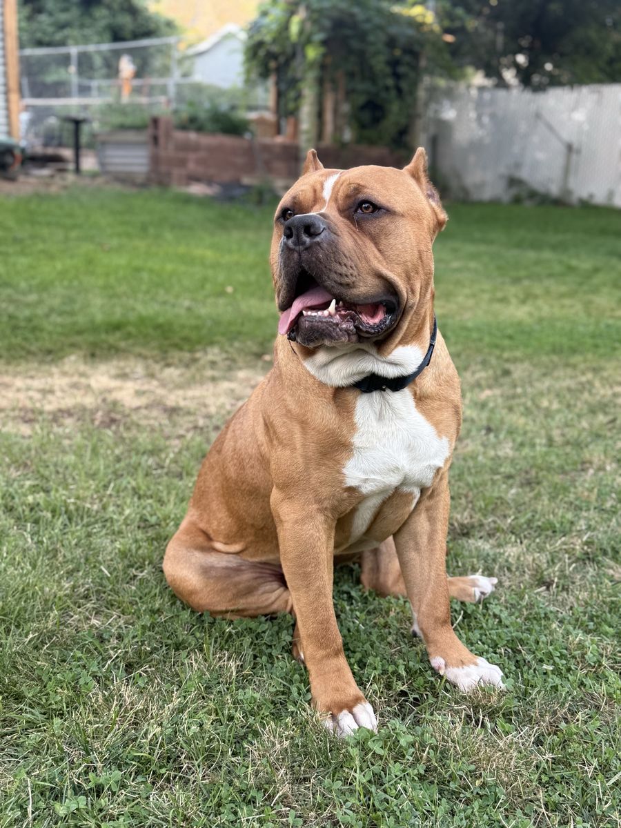 American bully for stud 
