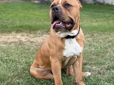 American bully for stud