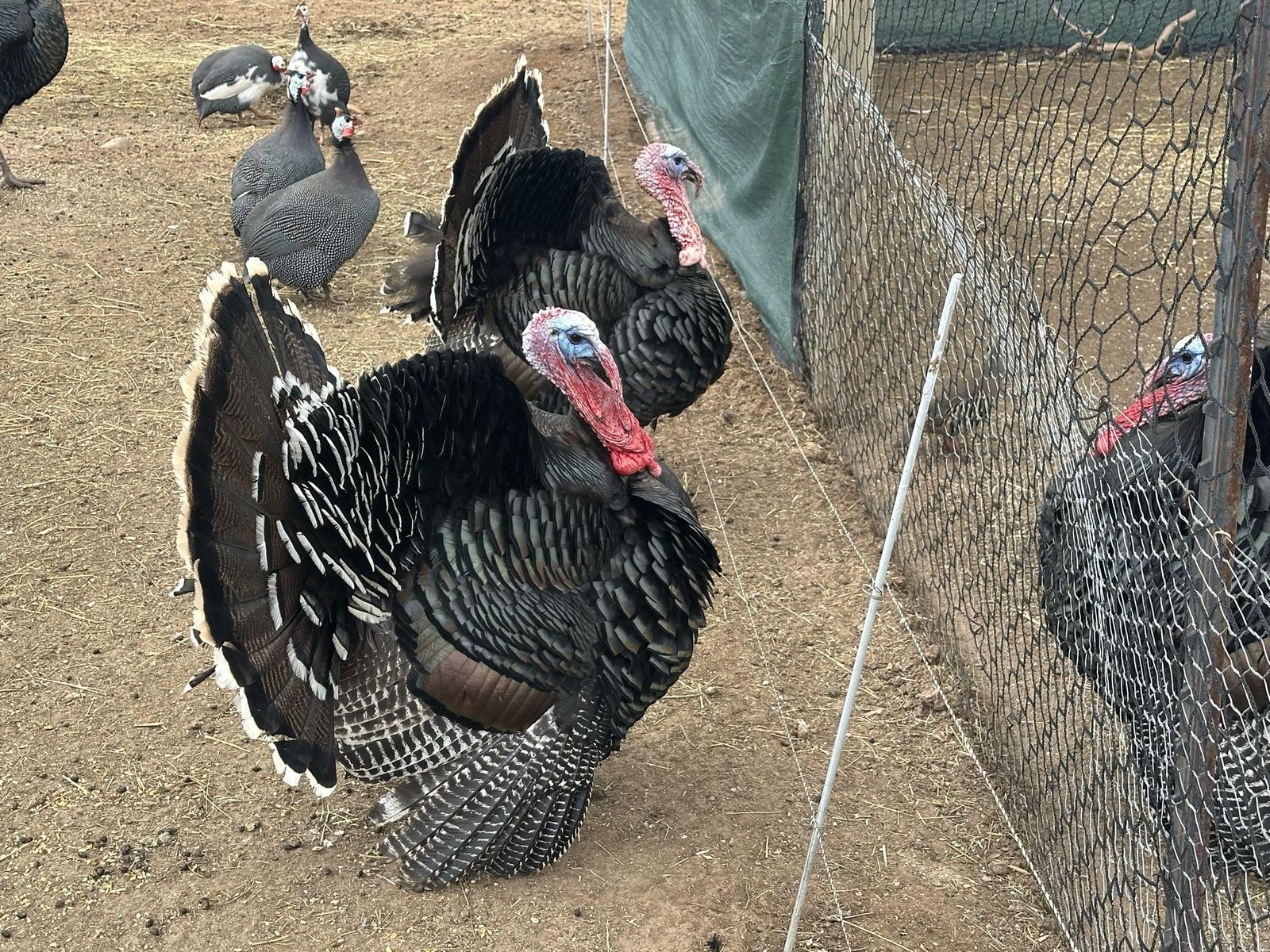 Tom Turkeys