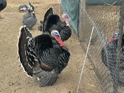 Tom Turkeys