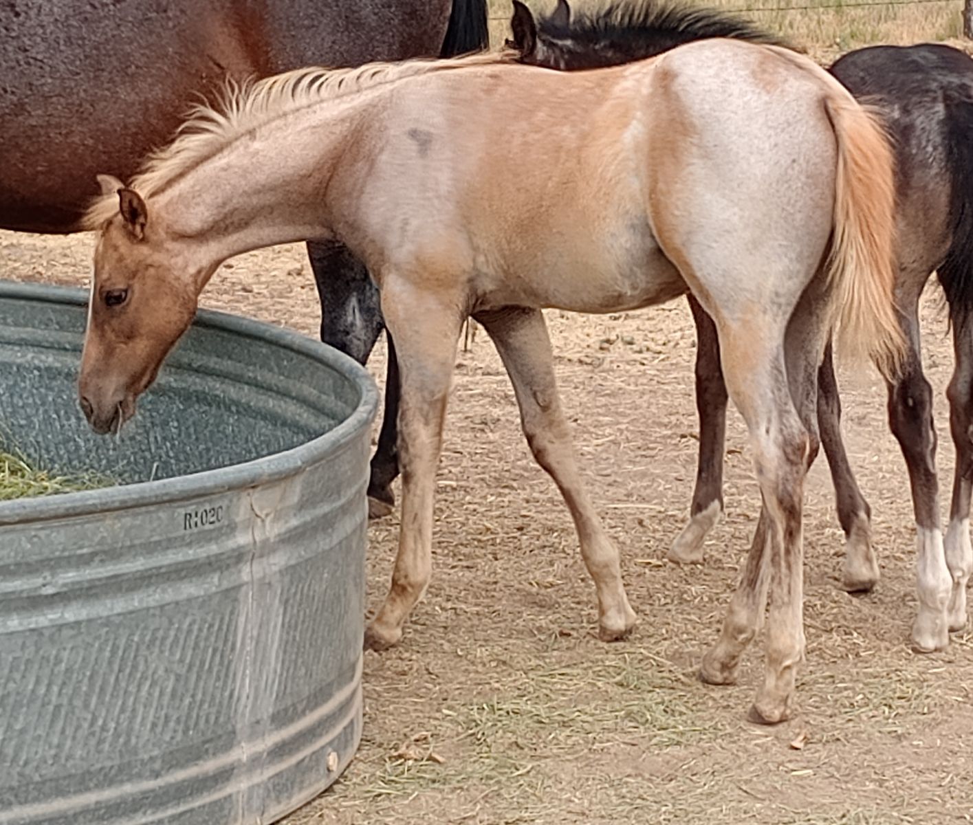 2026 Flashy palomino roan colt/ AQHA