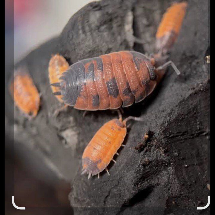 Lava isopods (Porcellio scaber "Lava")
