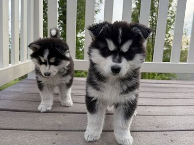 Siberian Huskies
