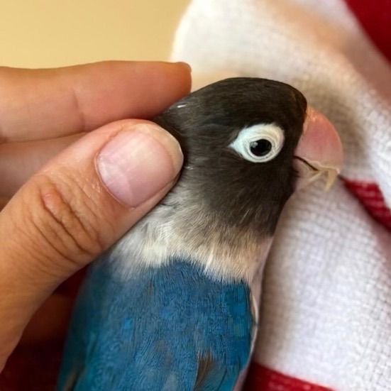 BLUEBERRY BLUE LOVEBIRD SWEET FISCHER LOVE BIRD