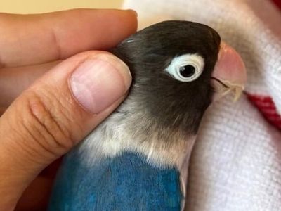 BLUEBERRY BLUE LOVEBIRD SWEET FISCHER LOVE BIRD